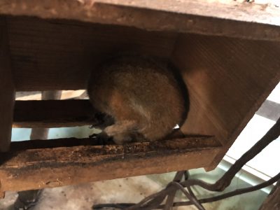 巣箱の中