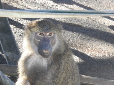 アヌビスヒヒ　スリタニ