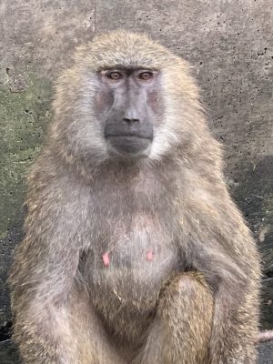 アヌビスヒヒ　エクボ