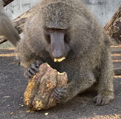 アヌビスヒヒ　ナンと芋