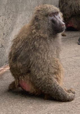 アヌビスヒヒ　タマゴ