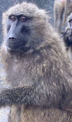 アヌビスヒヒ　タルト