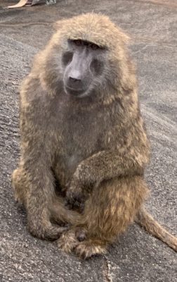 アヌビスヒヒ　スウ