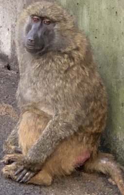 アヌビスヒヒ　タニア