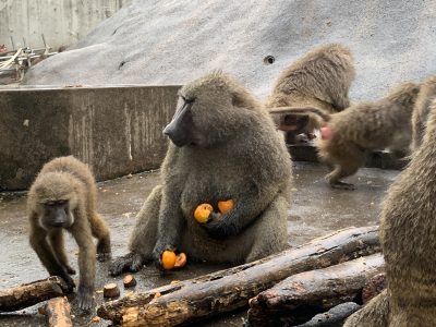 アヌビスヒヒ ナッシュ
