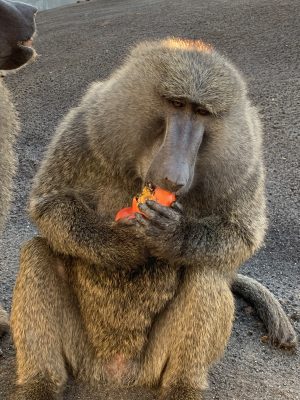 アヌビスヒヒ　柿食うナッシュ