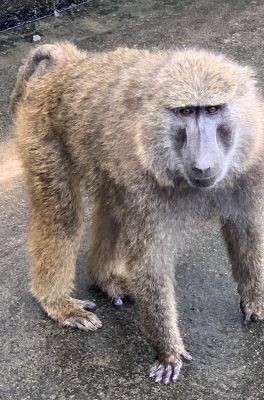 アヌビスヒヒ　コユキ