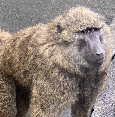 アヌビスヒヒ　コウミ