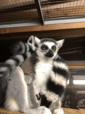 プラム