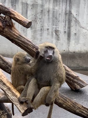 キゴマとロマノ2