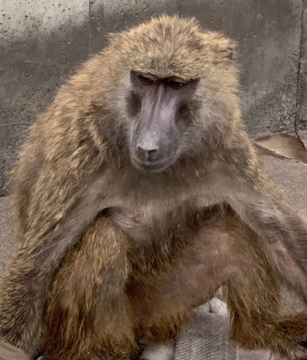アヌビスヒヒ　ケーキ