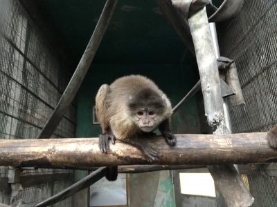 アンジェリーナ