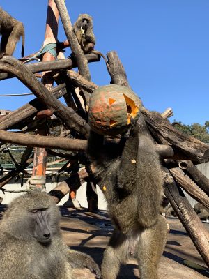 ハロウィン３