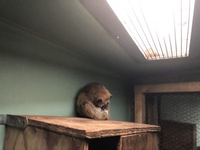 巣箱の上
