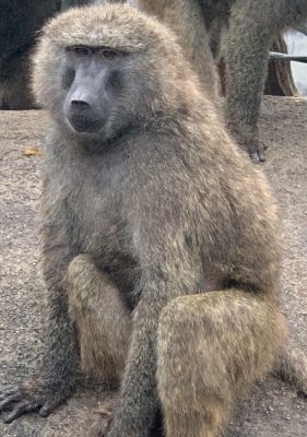 アヌビスヒヒ　キラ