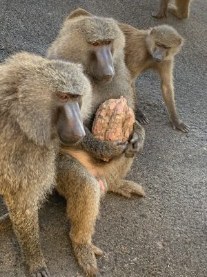 アヌビスヒヒ　ヤッタと芋