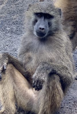 アヌビスヒヒ キキ