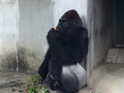 柿を食べるタロウさん