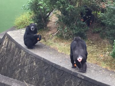 柿を食べるジミーとマリリン１