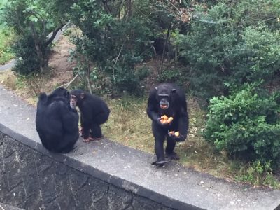 柿とニンジンを食べるマルコ