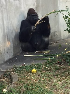 タロウとキビ１