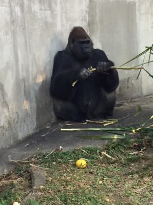 タロウとキビ２