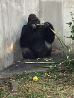 タロウとキビ３