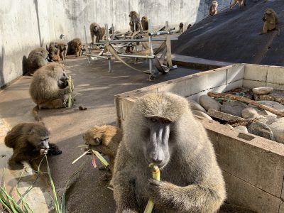 ヒヒの城 さとうきび