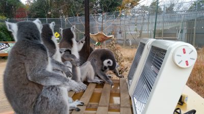 ストーブにミンナ