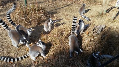 ひだまりでまどろむ