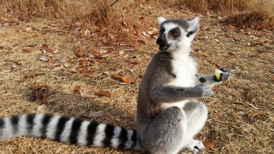 リンゴうまーい。