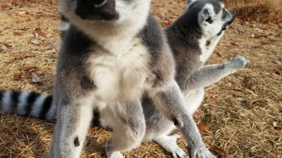 僕には