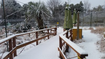 新雪