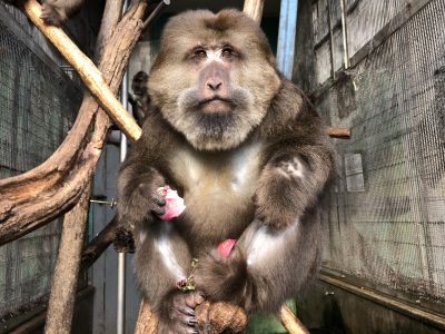 今月チベット推し 家系図 飼育の部屋