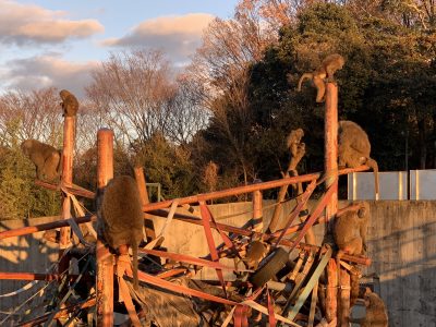 イヌ年締め