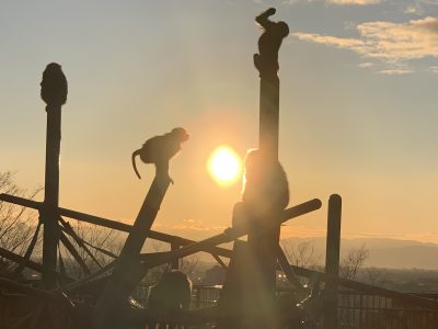 ヒヒの城　夕日3