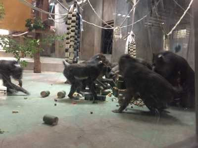 サヤコミカンキャッチ