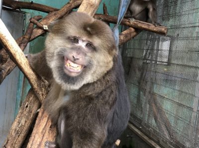 今月チベット推し ザルバ様 飼育の部屋