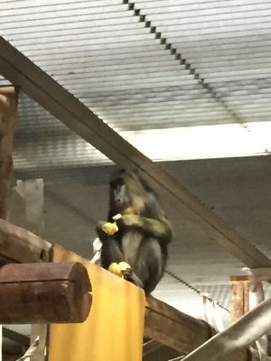サヤコ