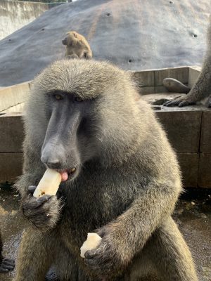 なしとナッシュ