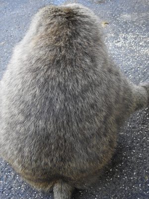 ナッシュ　背中