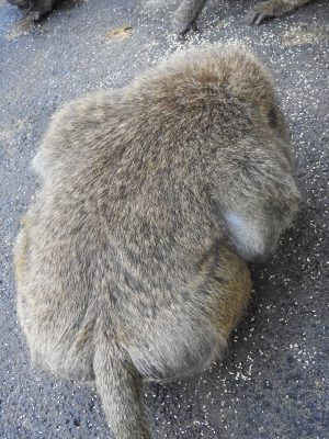 ナッシュ　背中2
