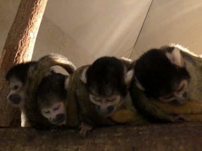 みんなでお昼寝