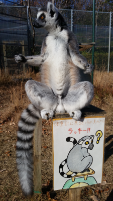 体重計で日光浴