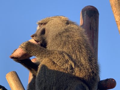 ナンと大根3
