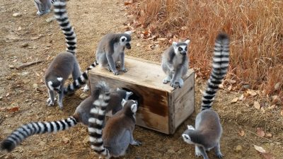ドングリBOX