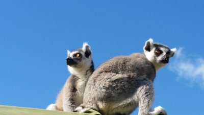 明日を見るワオキツネザル