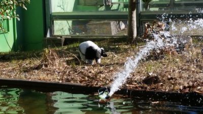 クリス