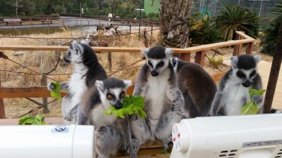 得意気にライラック