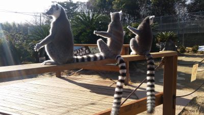 日光浴の後ろ姿